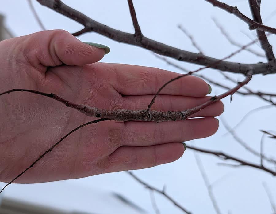 Tree-Health-Photo-2