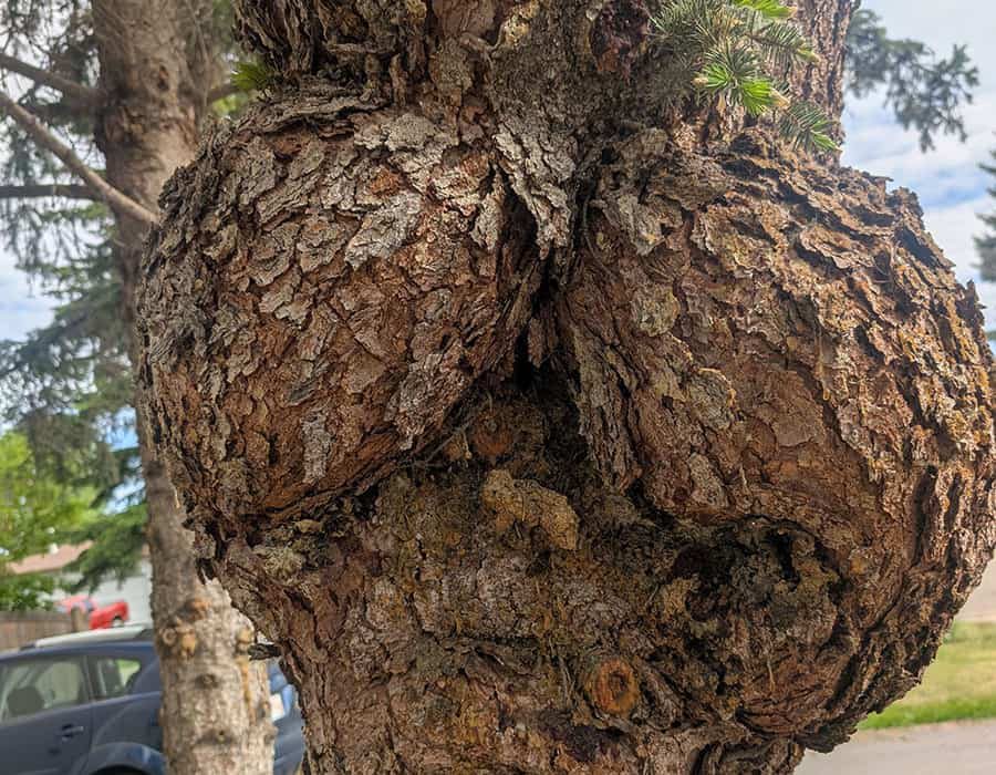 Tree-Health-Photo-3