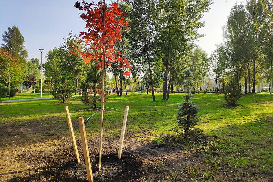Tree-Planting-Photo-2