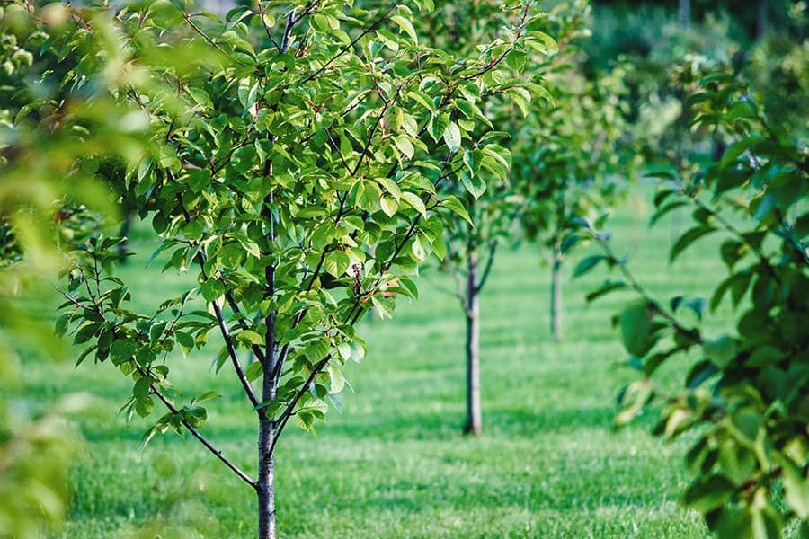 Tree-Planting-Photo-3
