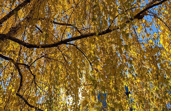 Tree-Pruning-and-Trimming-image