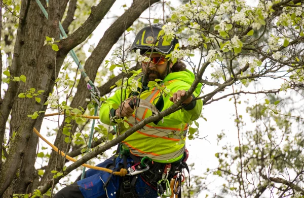 Tree Pruning
