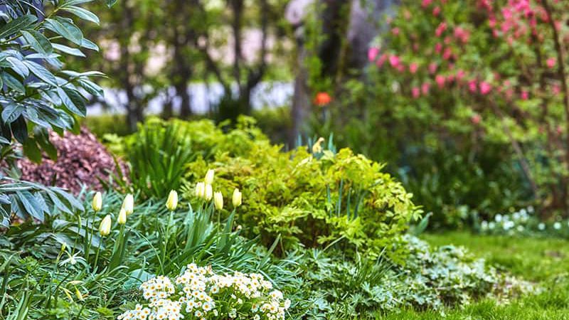 Tree-and-Shrub-Fertilizing-Photo-4