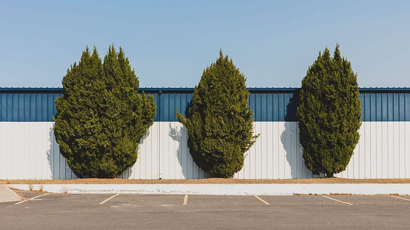 Tree-and-Shrub-Fertilizing-Photo-5