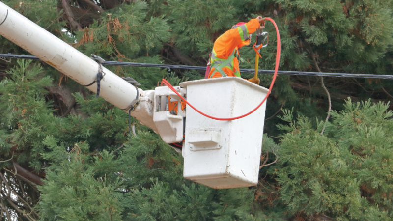 Utility-line-tree-trim