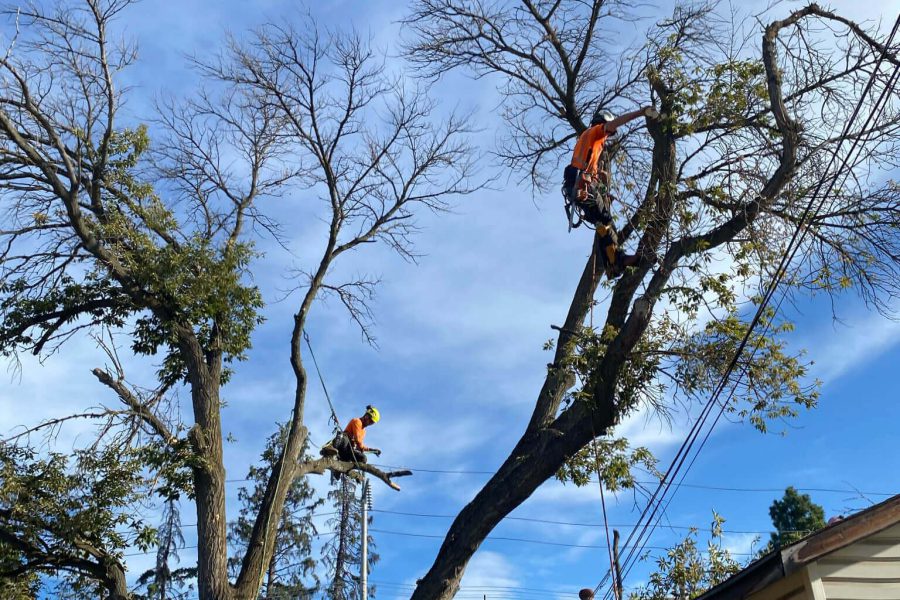 arborists-removing-trees-square
