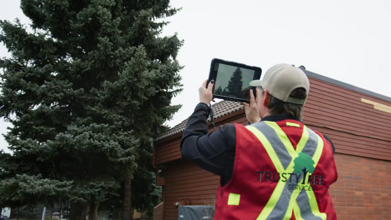 Tree Assessment