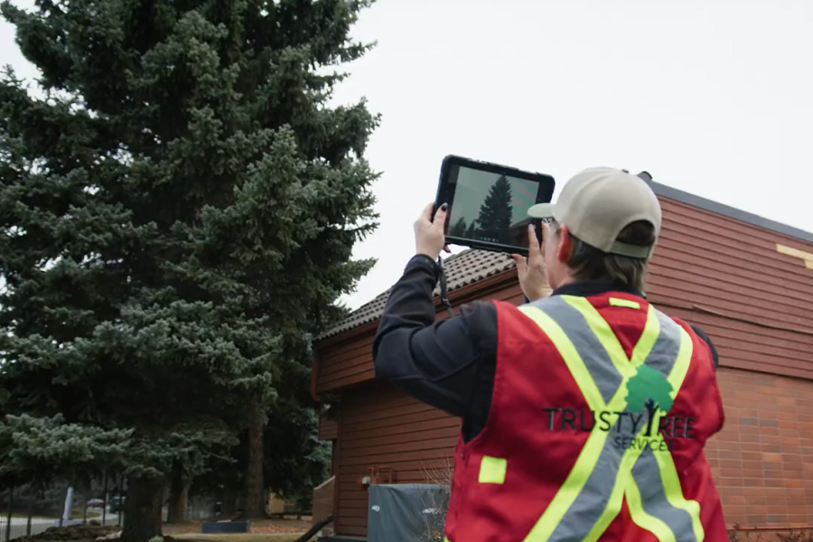 Edmonton Tree Assessment