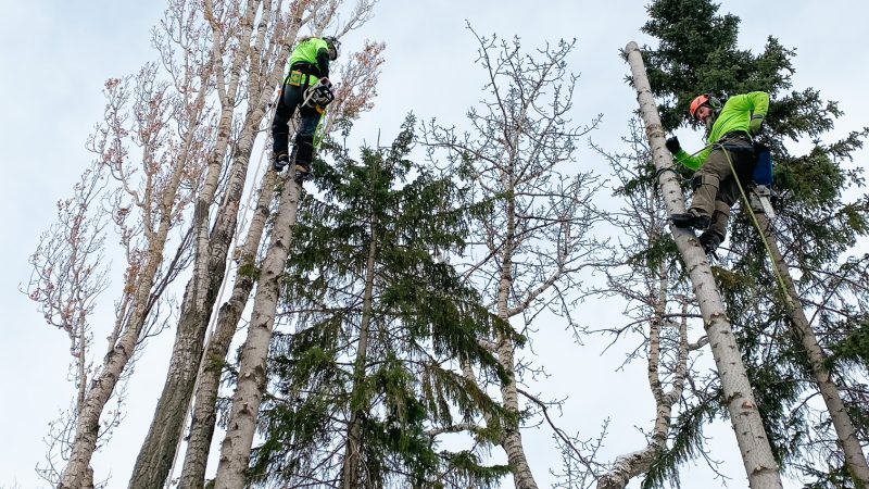 Climbing Removal