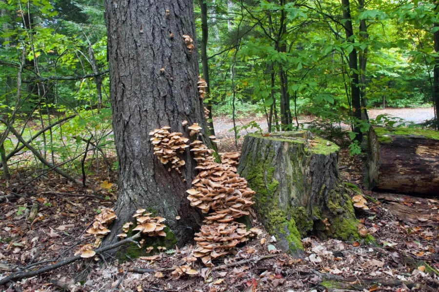 fungal