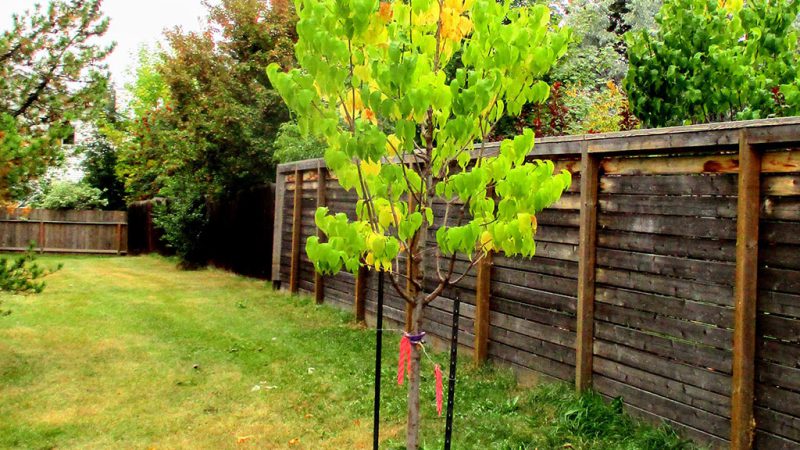 residential tree planting