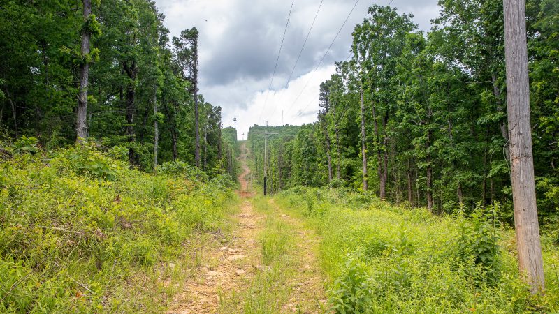 Brush Management