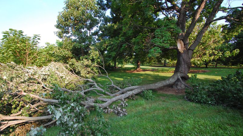 structural-pruning-defective-branch-failure_medium