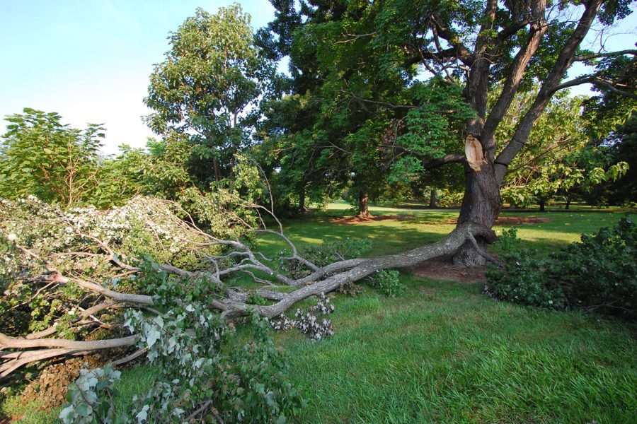 structural-pruning-defective-branch-failure_medium