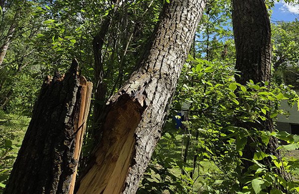 tree-removal-image
