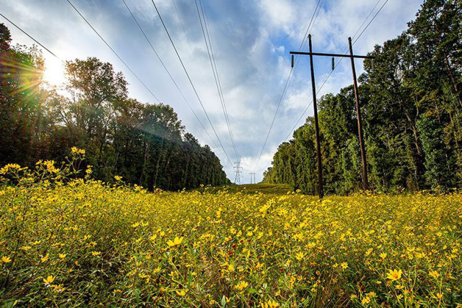 vegetation_transmission.jpg.imgw.1280.1280